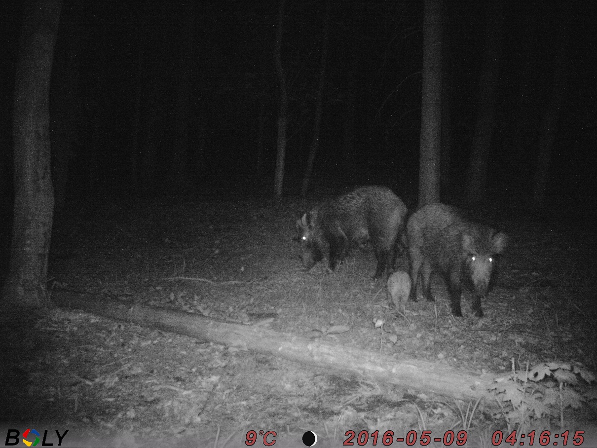 Nacht-Serie Schwarzwild: mehrere aufeinanderfolgende Aufnahmen einer Rotte