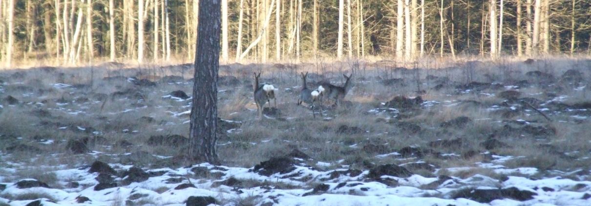 Rehe am Waldrand, klein im Bild. Auf diese Distanz bleibt oft der Umriss, nicht das Detail.