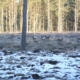 Rehe am Waldrand, klein im Bild. Auf diese Distanz bleibt oft der Umriss, nicht das Detail.