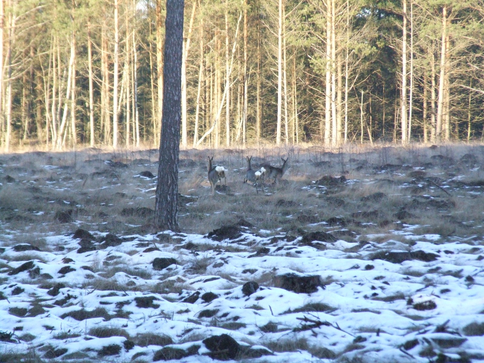 Rehe am Waldrand, klein im Bild. Auf diese Distanz bleibt oft der Umriss, nicht das Detail.