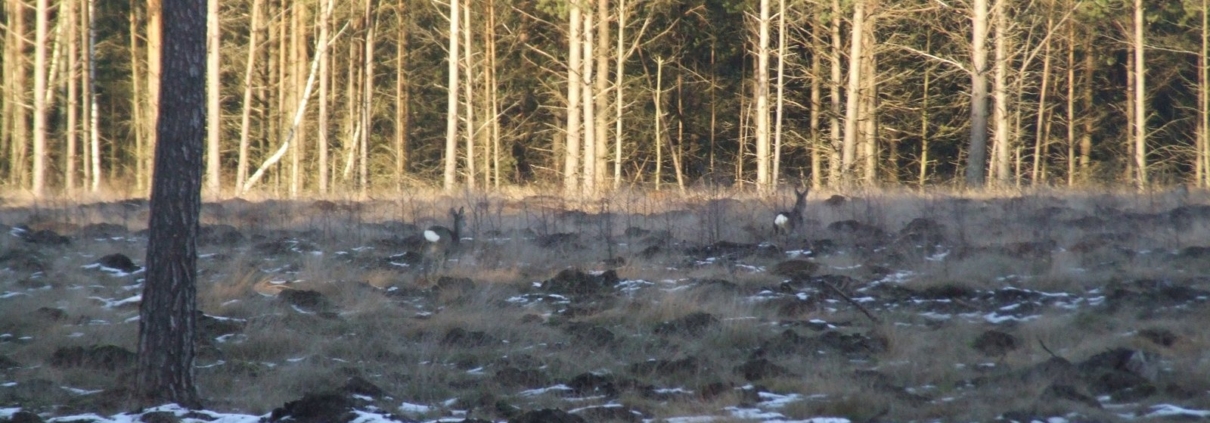 Rehe knapp vor dem Bestand. Welche SIM sendet, sehen Sie nur, wenn Sie das Netz an genau diesem Rand prüfen.