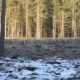 Rehe knapp vor dem Bestand. Welche SIM sendet, sehen Sie nur, wenn Sie das Netz an genau diesem Rand prüfen.