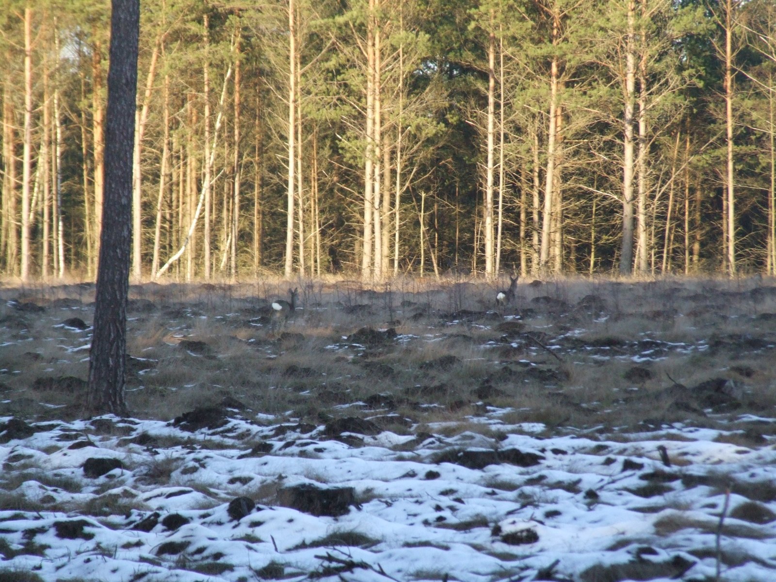 Rehe knapp vor dem Bestand. Welche SIM sendet, sehen Sie nur, wenn Sie das Netz an genau diesem Rand prüfen.