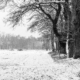 Dichte Stämme und offene Fläche. Der Empfang ändert sich auf wenigen Metern, die Antenne holt nur ein Netz, das dort schon ankommt.