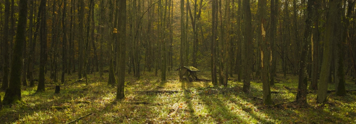 Wald mit kleiner Futterstelle. Den Baum finden Sie wieder über eine Notiz oder eine echte Position, nicht über ein gezeichnetes Gerät.