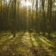 Wald mit kleiner Futterstelle. Den Baum finden Sie wieder über eine Notiz oder eine echte Position, nicht über ein gezeichnetes Gerät.