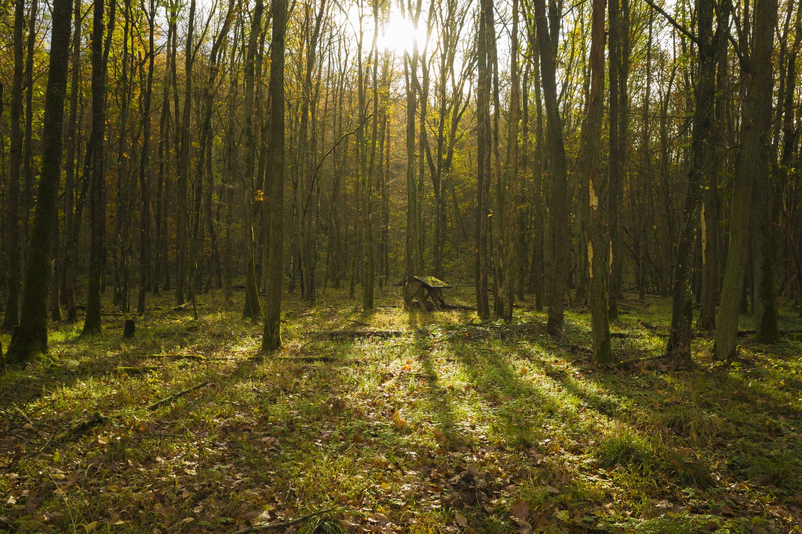 Wald mit kleiner Futterstelle. Den Baum finden Sie wieder über eine Notiz oder eine echte Position, nicht über ein gezeichnetes Gerät.