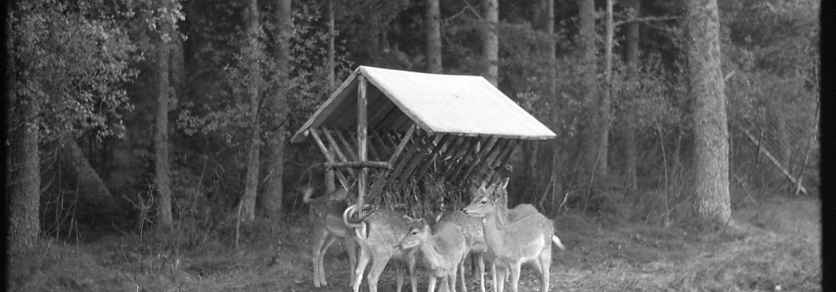 Rehe an der Futterstelle. Das erste Foto soll genau so einen Moment zeigen, nicht nur einen Balken in der App.
