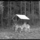 Rehe an der Futterstelle. Das erste Foto soll genau so einen Moment zeigen, nicht nur einen Balken in der App.