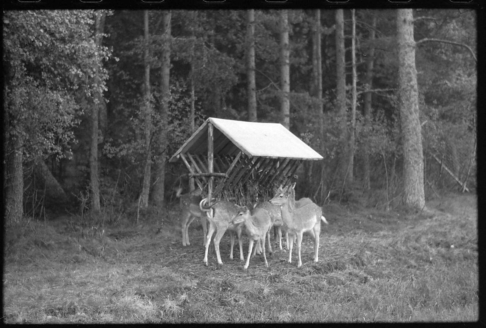 Rehe an der Futterstelle. Das erste Foto soll genau so einen Moment zeigen, nicht nur einen Balken in der App.