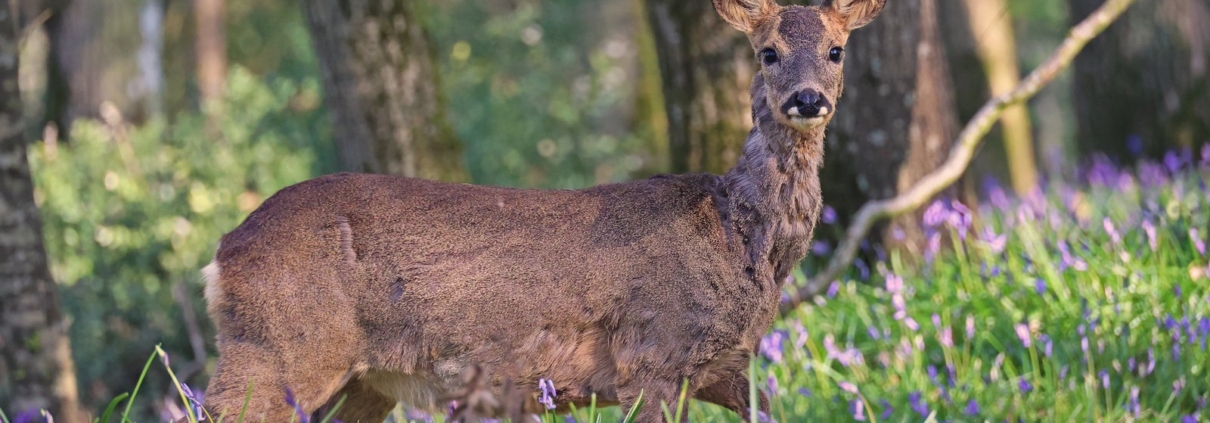 Reh seitlich im Wald, nah und deutlich. So ein Motiv braucht ein enges Bild; das Umfeld sehen Sie nur mit mehr Winkel.