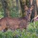 Reh seitlich im Wald, nah und deutlich. So ein Motiv braucht ein enges Bild; das Umfeld sehen Sie nur mit mehr Winkel.