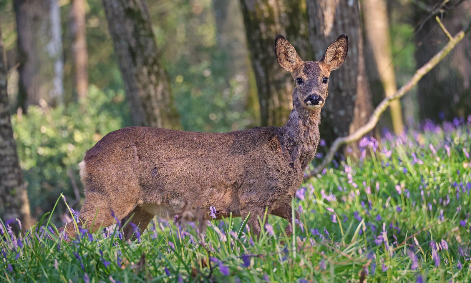 Reh seitlich im Wald, nah und deutlich. So ein Motiv braucht ein enges Bild; das Umfeld sehen Sie nur mit mehr Winkel.